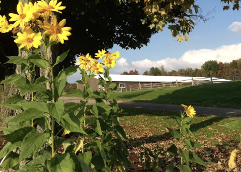 Shadow Facs Farm